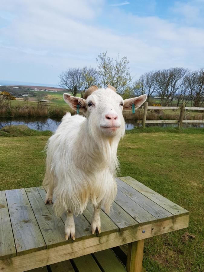 Noddfa Farm Guest House Haverfordwest Dış mekan fotoğraf